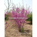 High Quality Judas Redbud Bauhinia Flower Tree Seeds For Growing